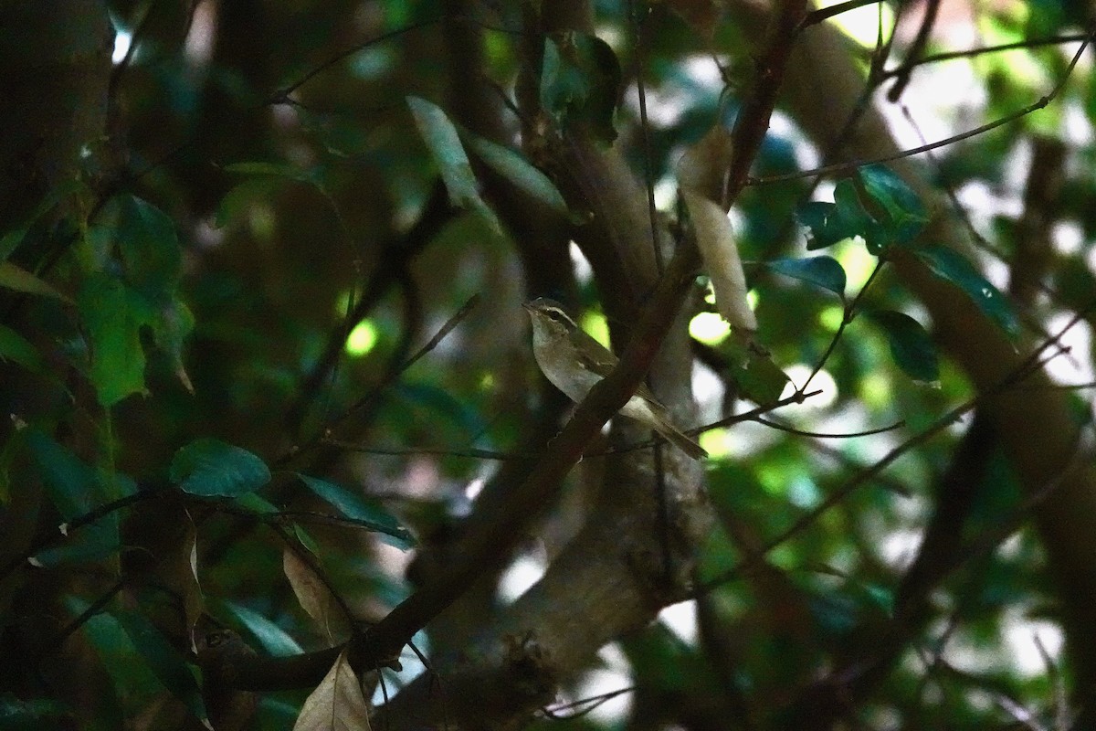 Eastern Crowned Warbler - ML644902825