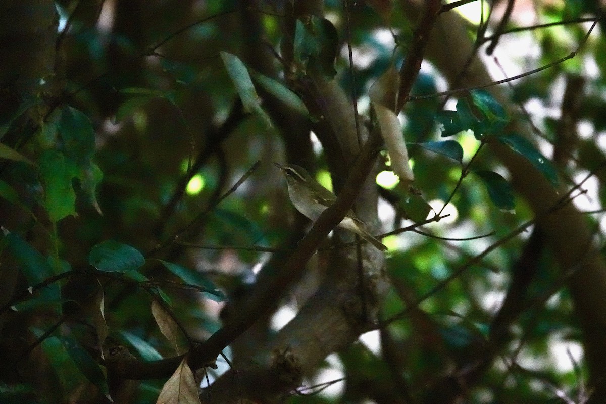 Eastern Crowned Warbler - ML644902826
