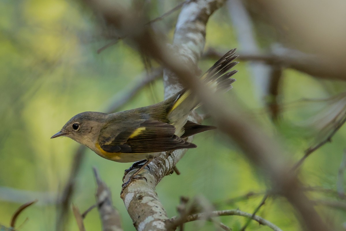 Горихвостковая древесница - ML644902833