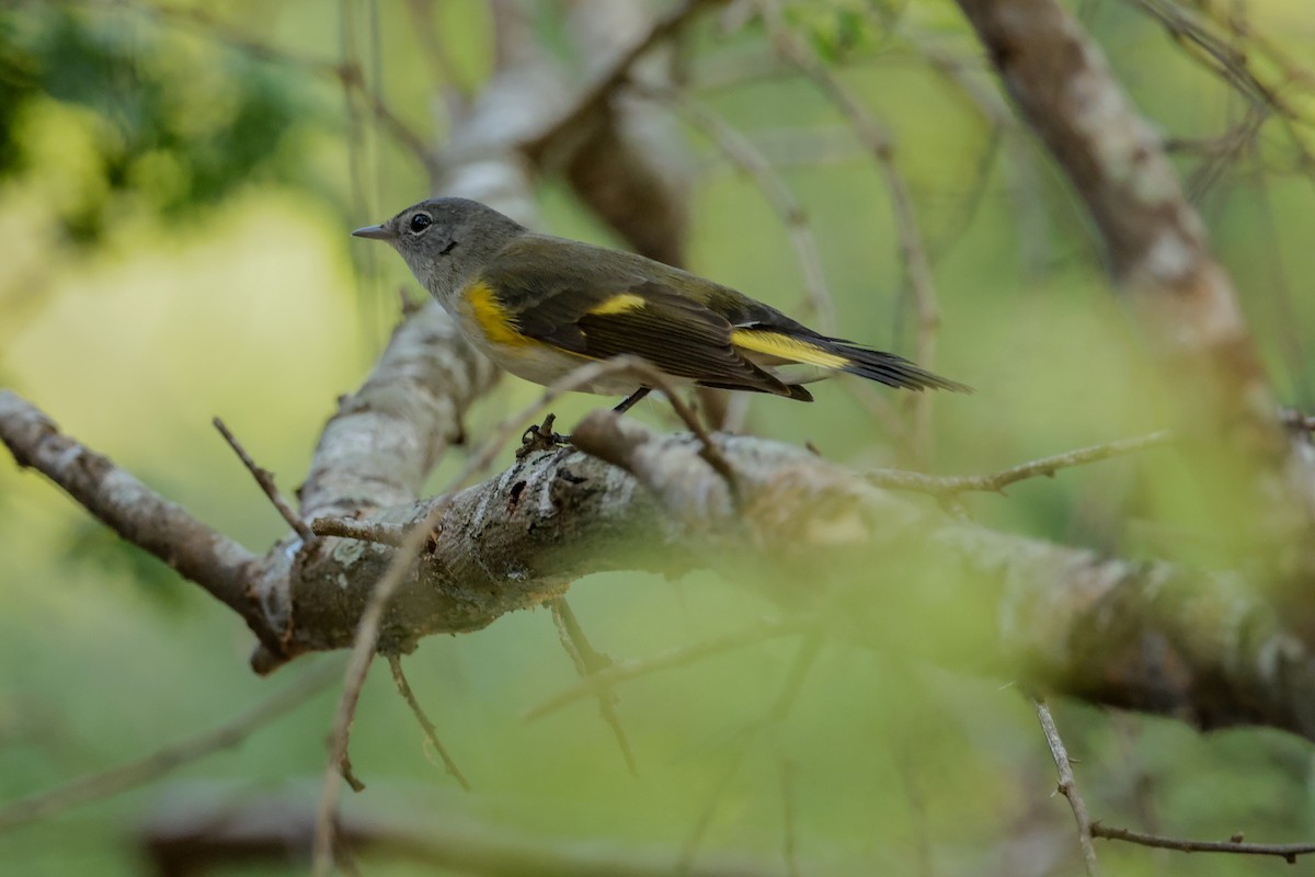 Горихвостковая древесница - ML644902834