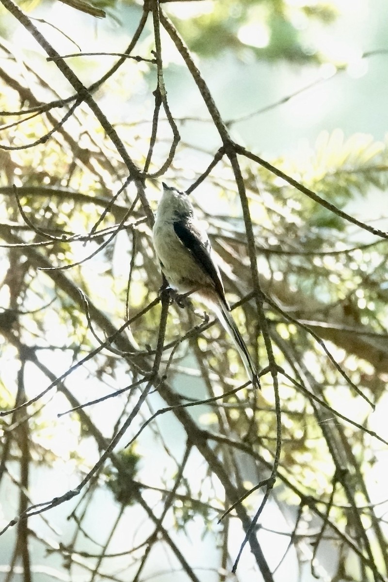 Long-tailed Tit - ML644902835