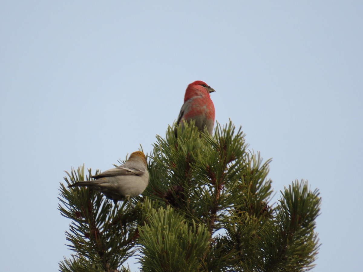 Pine Grosbeak (Rocky Mts.) - ML644902838