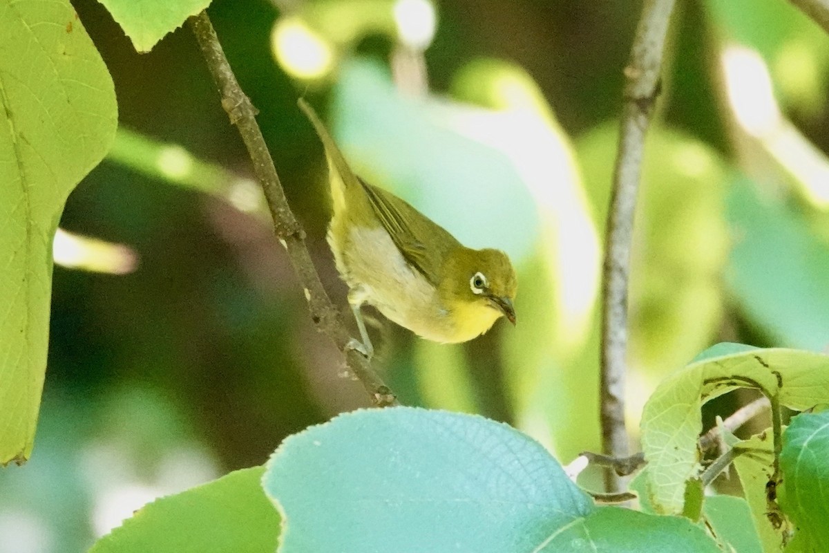 Окулярник японський - ML644902839