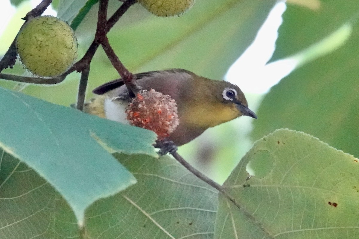 Окулярник японський - ML644902840