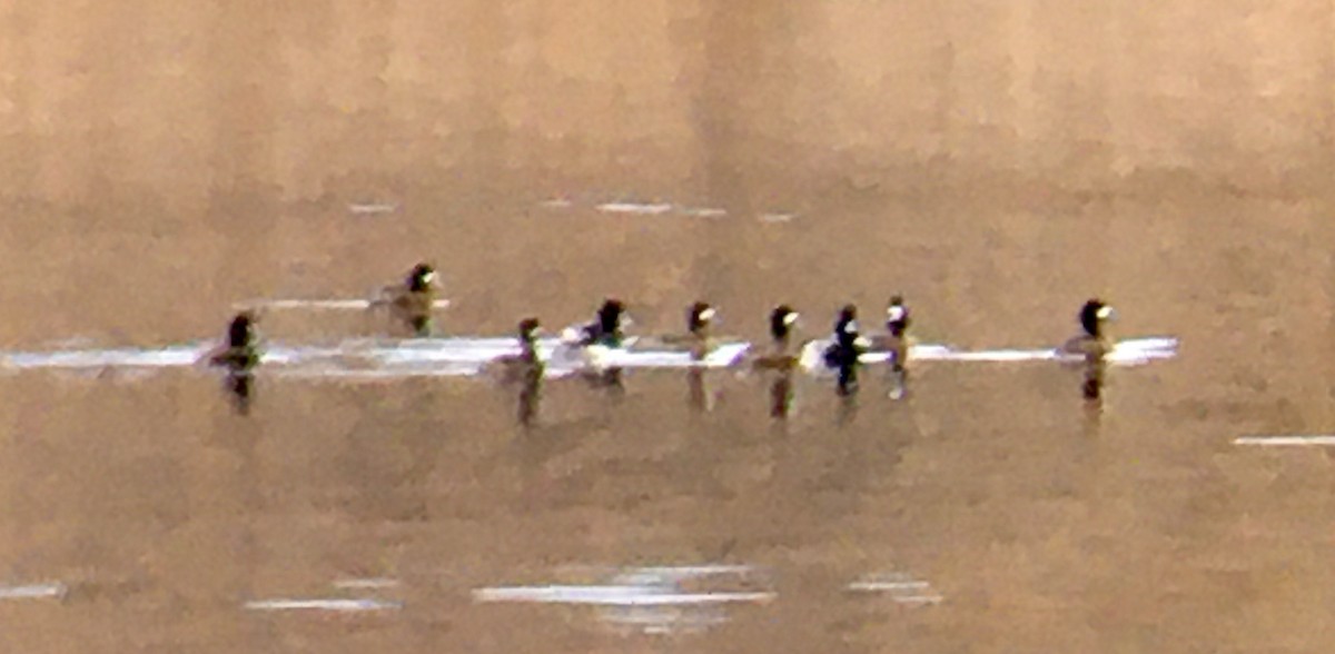 小斑背潛鴨 - ML644902842