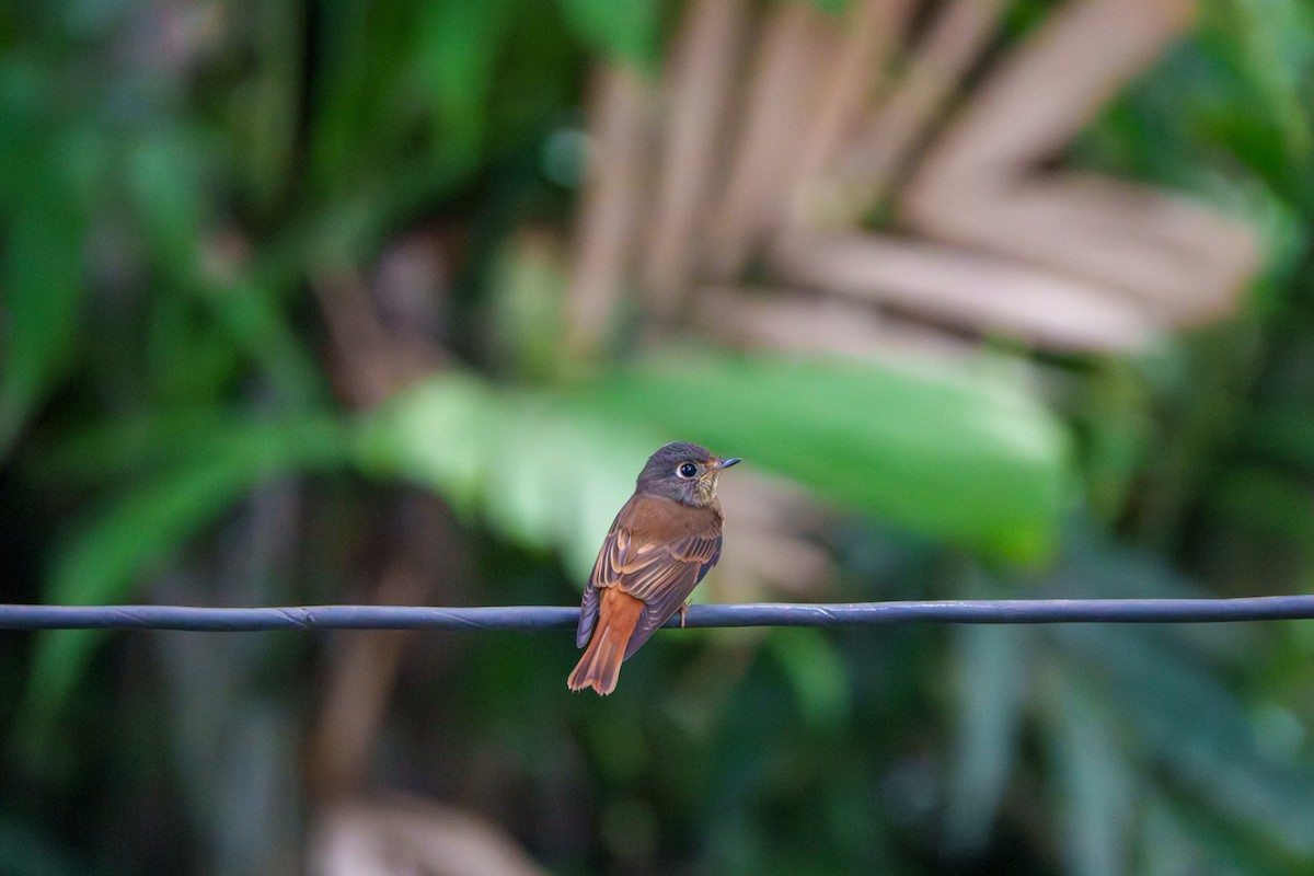 Ferruginous Flycatcher - ML644902858
