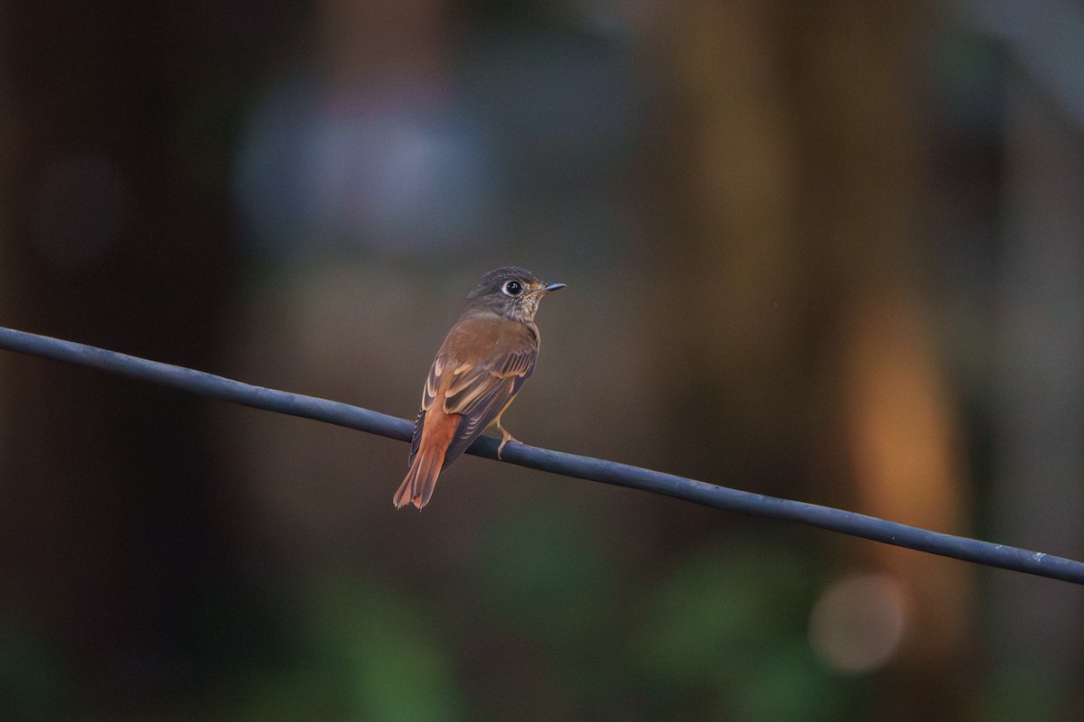 Ferruginous Flycatcher - ML644902860