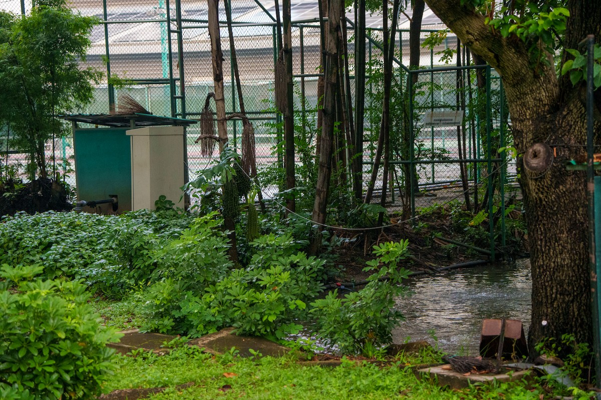 Ferruginous Flycatcher - ML644902863