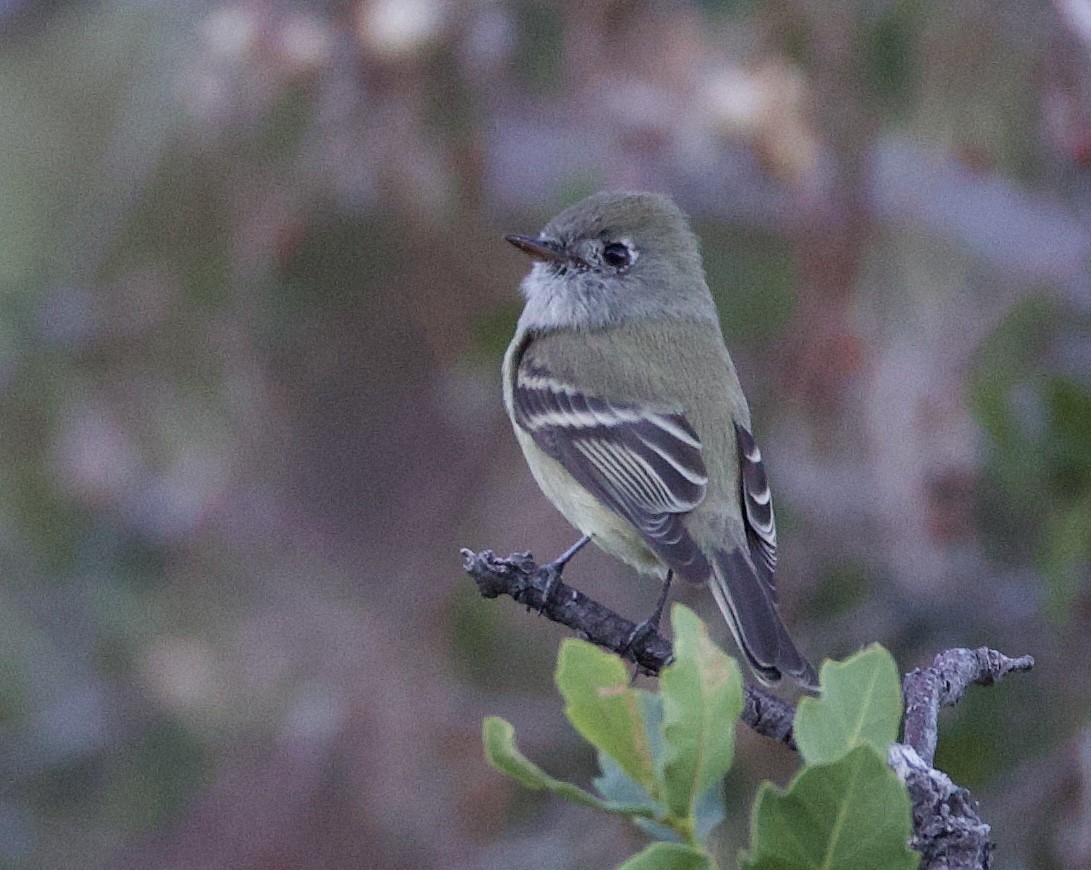 Hammond's Flycatcher - ML644902865