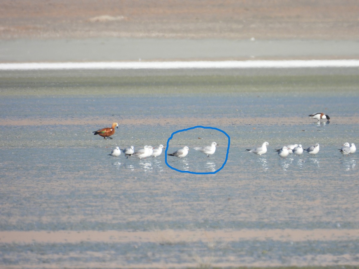 Mediterranean Gull - ML644902867