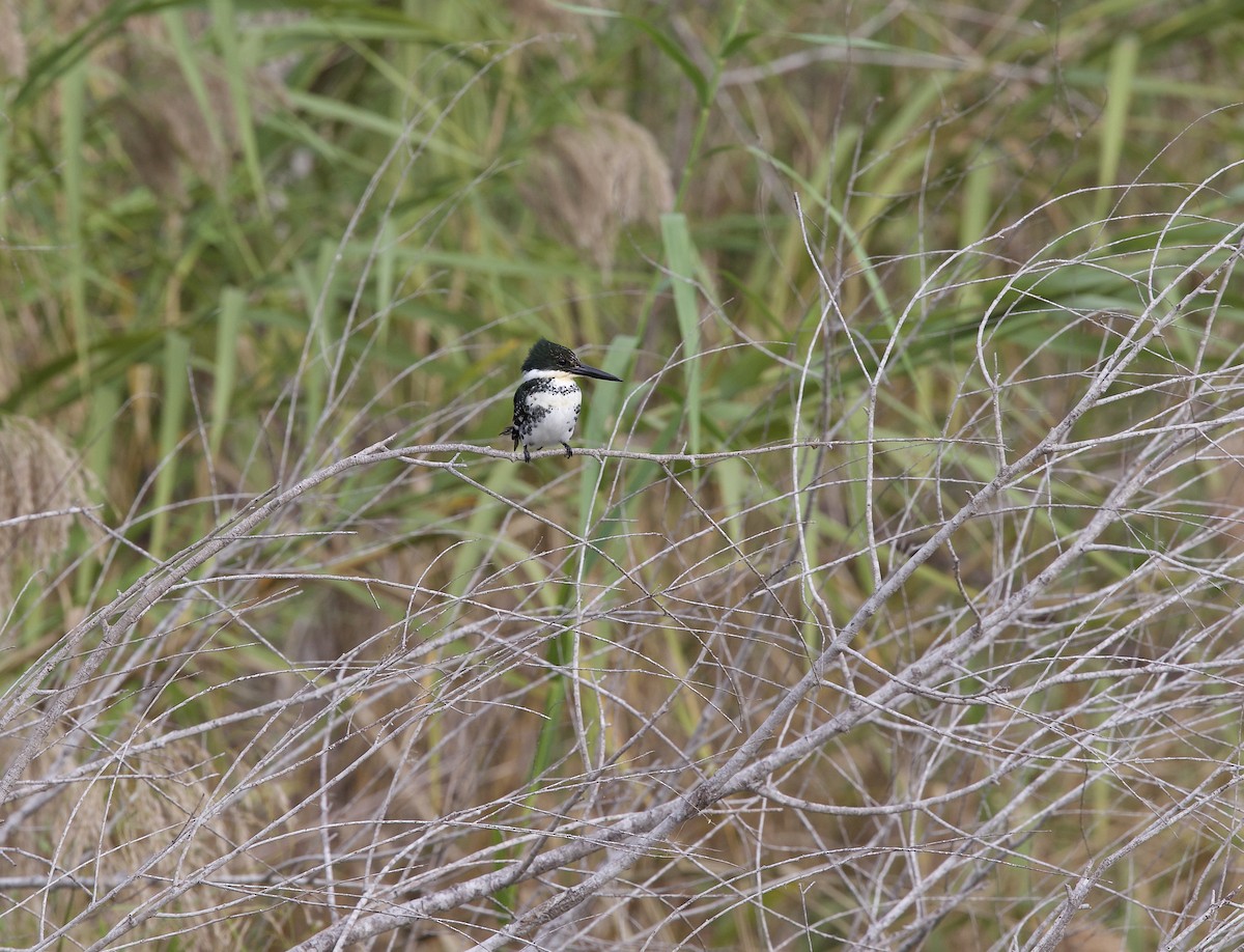 Green Kingfisher - ML644902869
