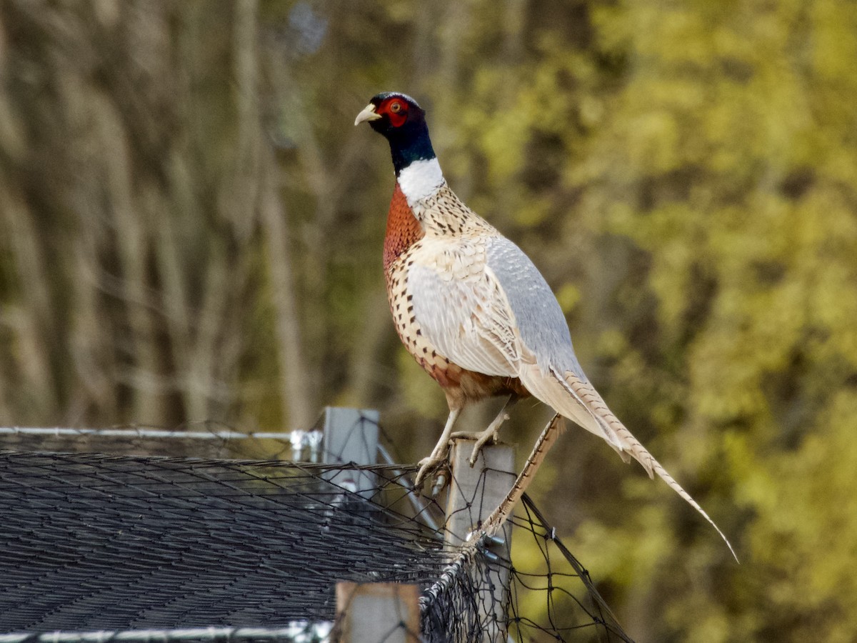 環頸雉 - ML644902874