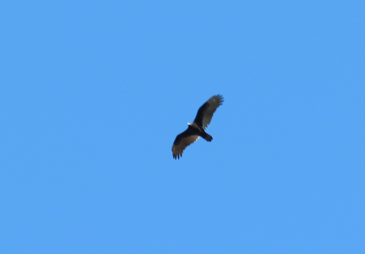 Turkey Vulture - ML644902886