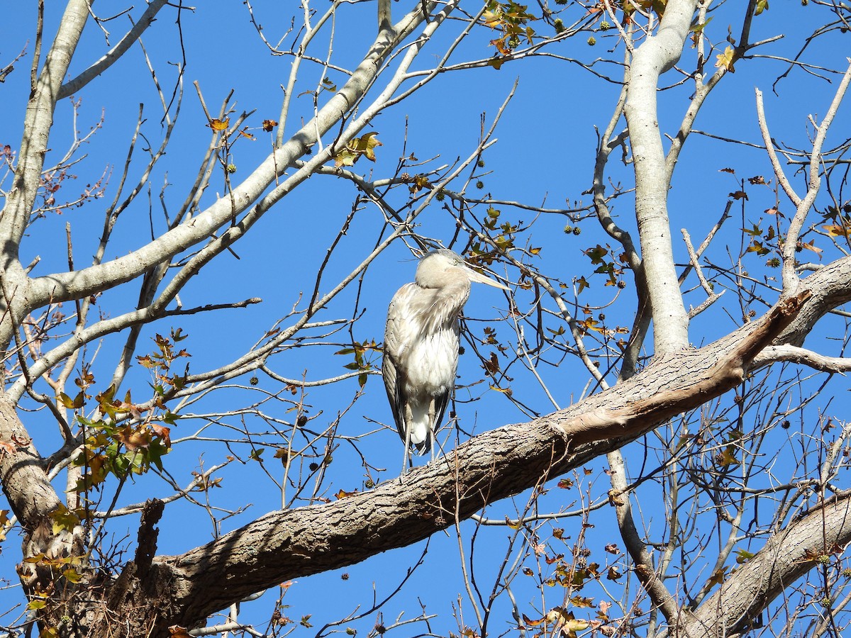Great Blue Heron - ML644902887