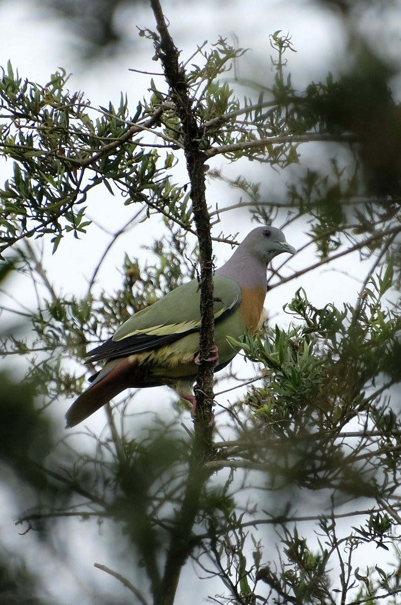 holub papouščí - ML644902904