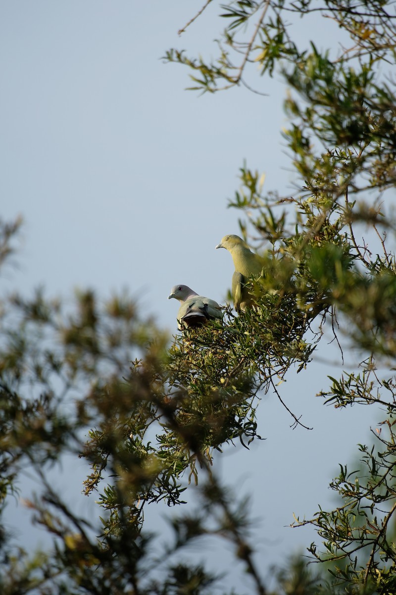 holub papouščí - ML644902905