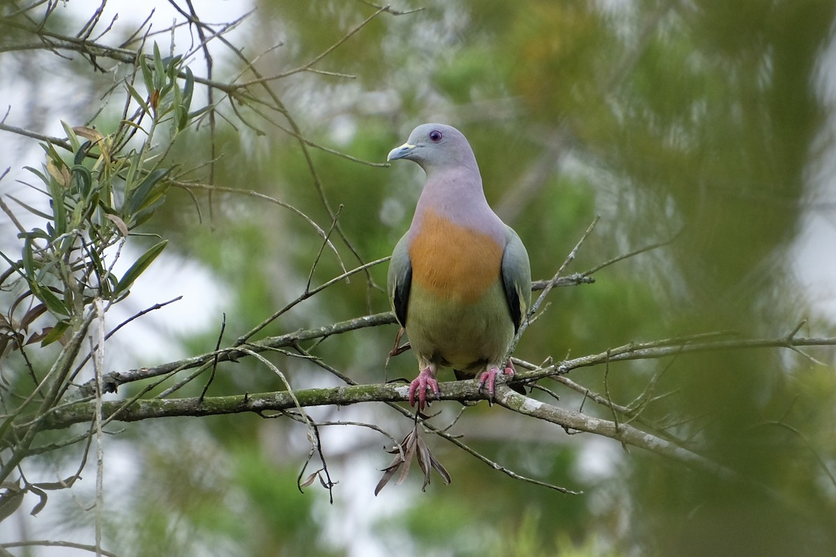 holub papouščí - ML644902906