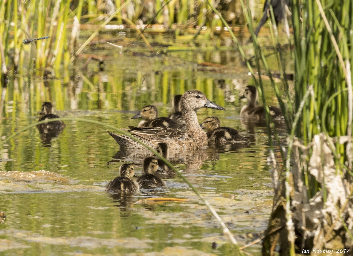 Blue-winged Teal - Ian Routley