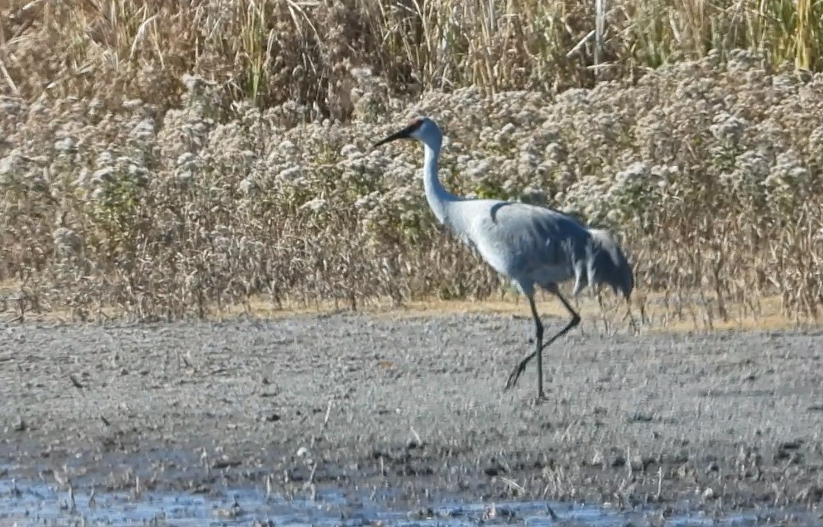 沙丘鶴 - ML644902938