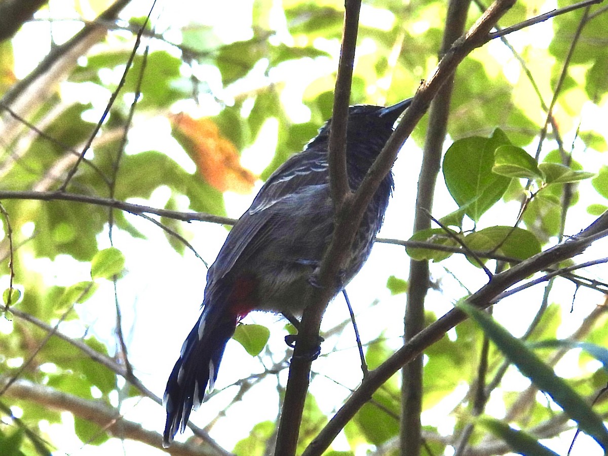 Red-vented Bulbul - ML644902940