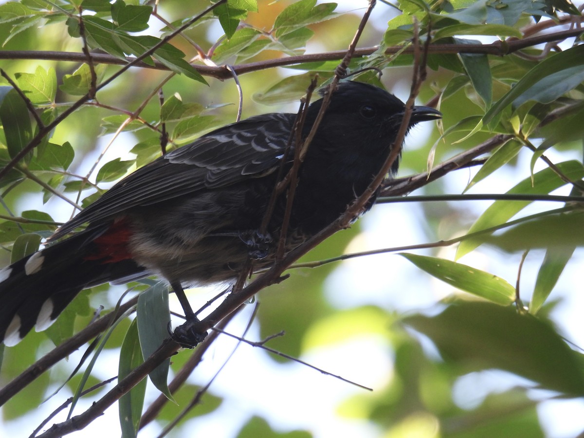 Red-vented Bulbul - ML644902941