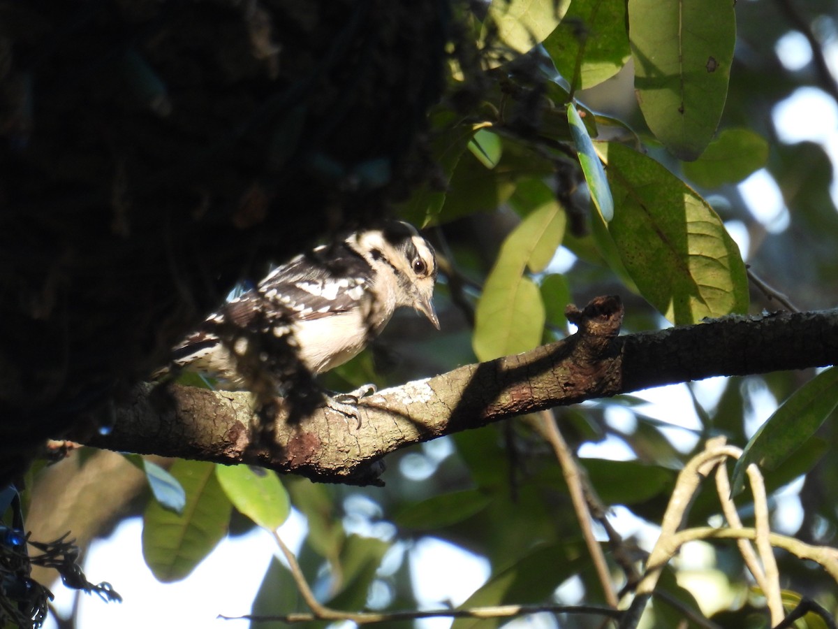 Downy Woodpecker - ML644902947