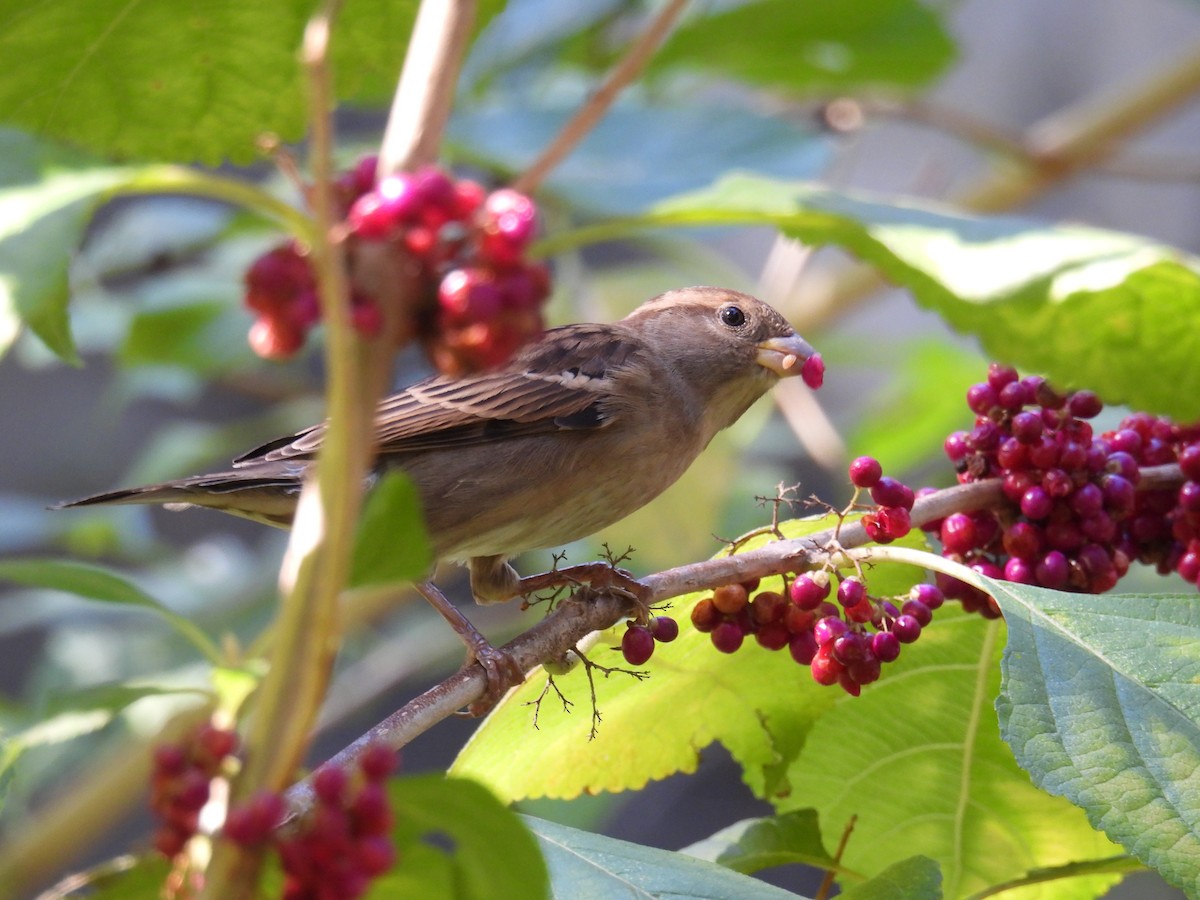 House Sparrow - ML644902957