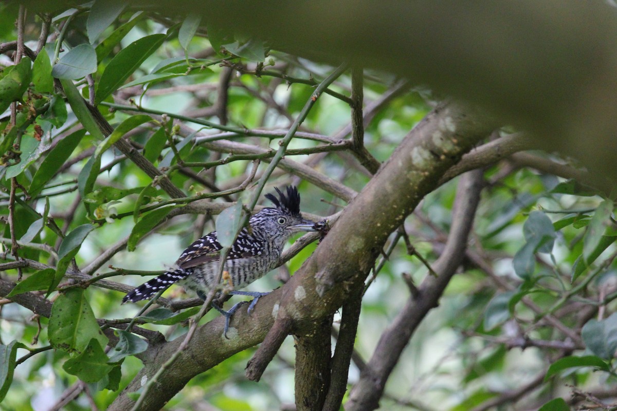 Bindenameisenwürger - ML644902959