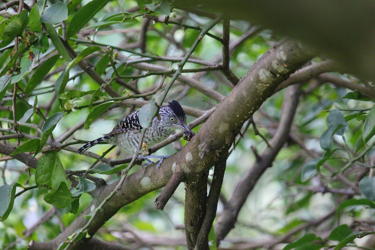 Bindenameisenwürger - ML644902960