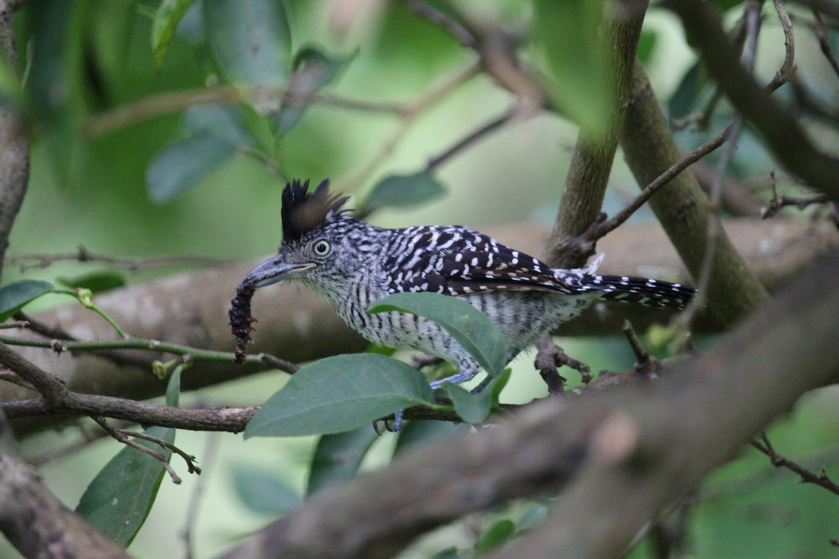 Bindenameisenwürger - ML644902961