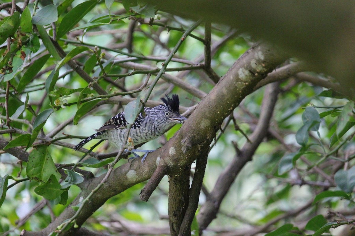 Bindenameisenwürger - ML644902962