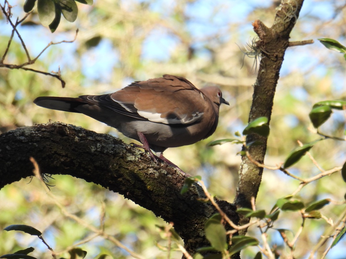 White-winged Dove - ML644902974