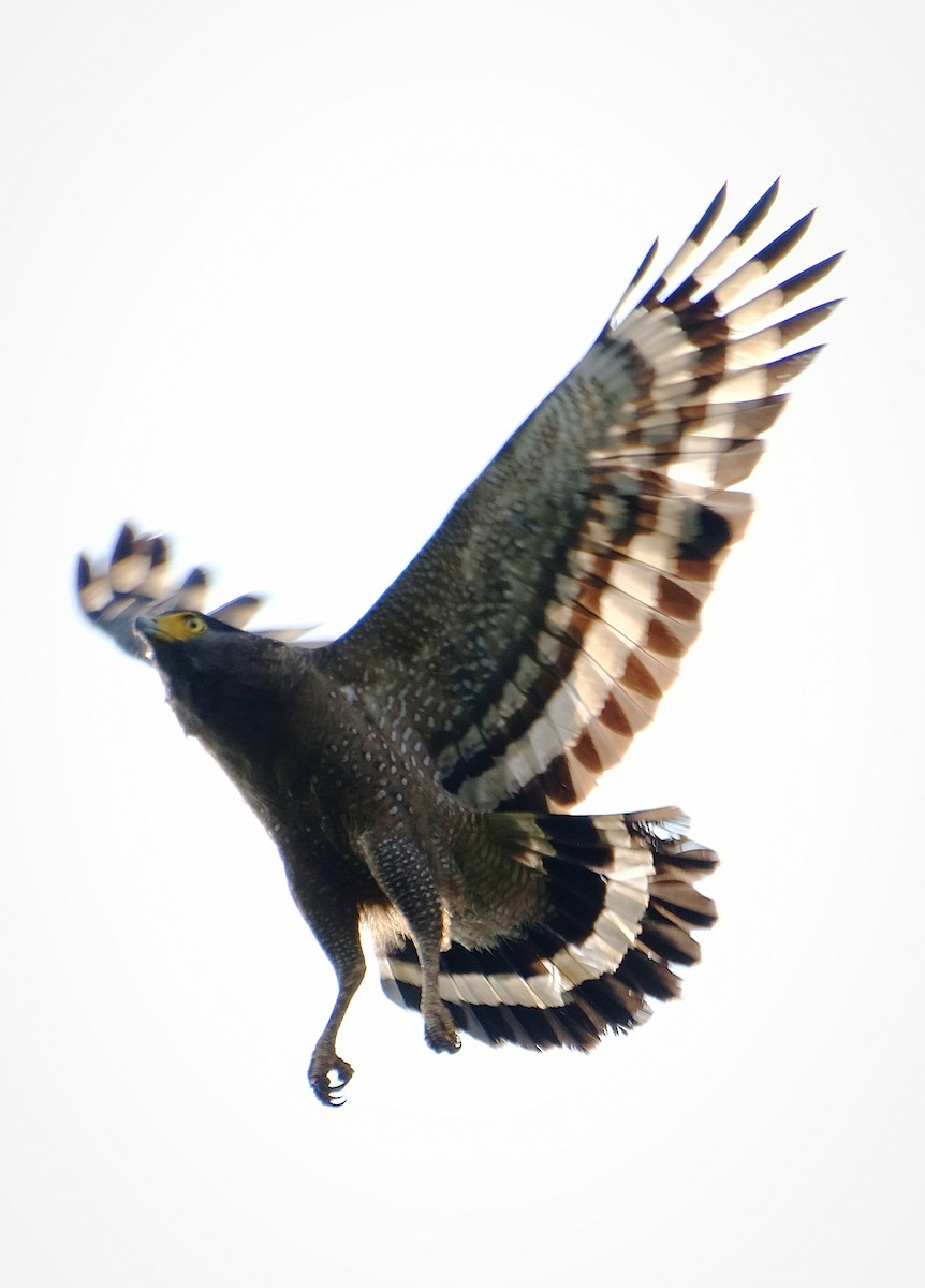 Haubenschlangenadler - ML644902985