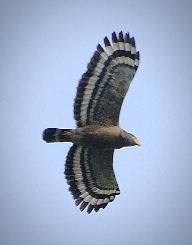 Haubenschlangenadler - ML644902986