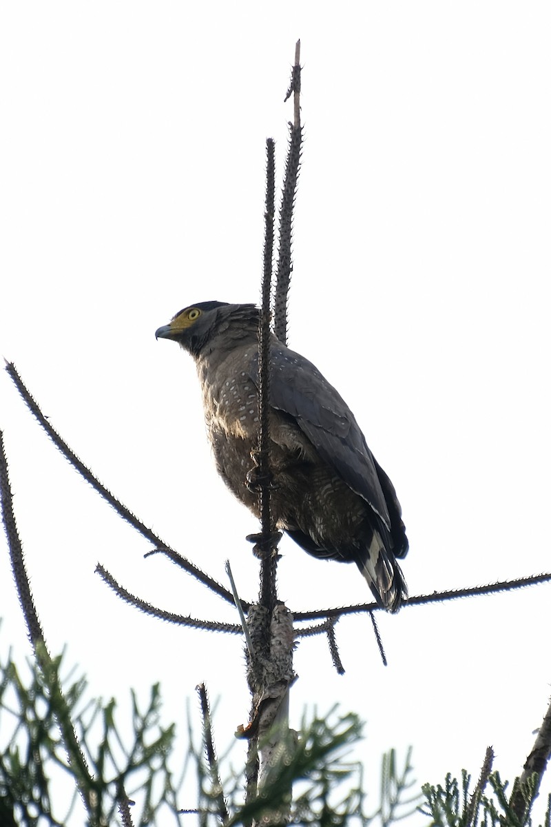 Haubenschlangenadler - ML644902987