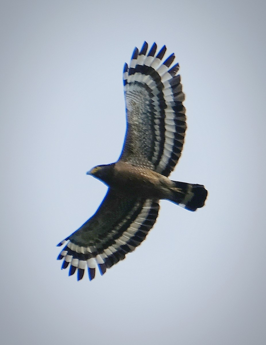 Haubenschlangenadler - ML644902988