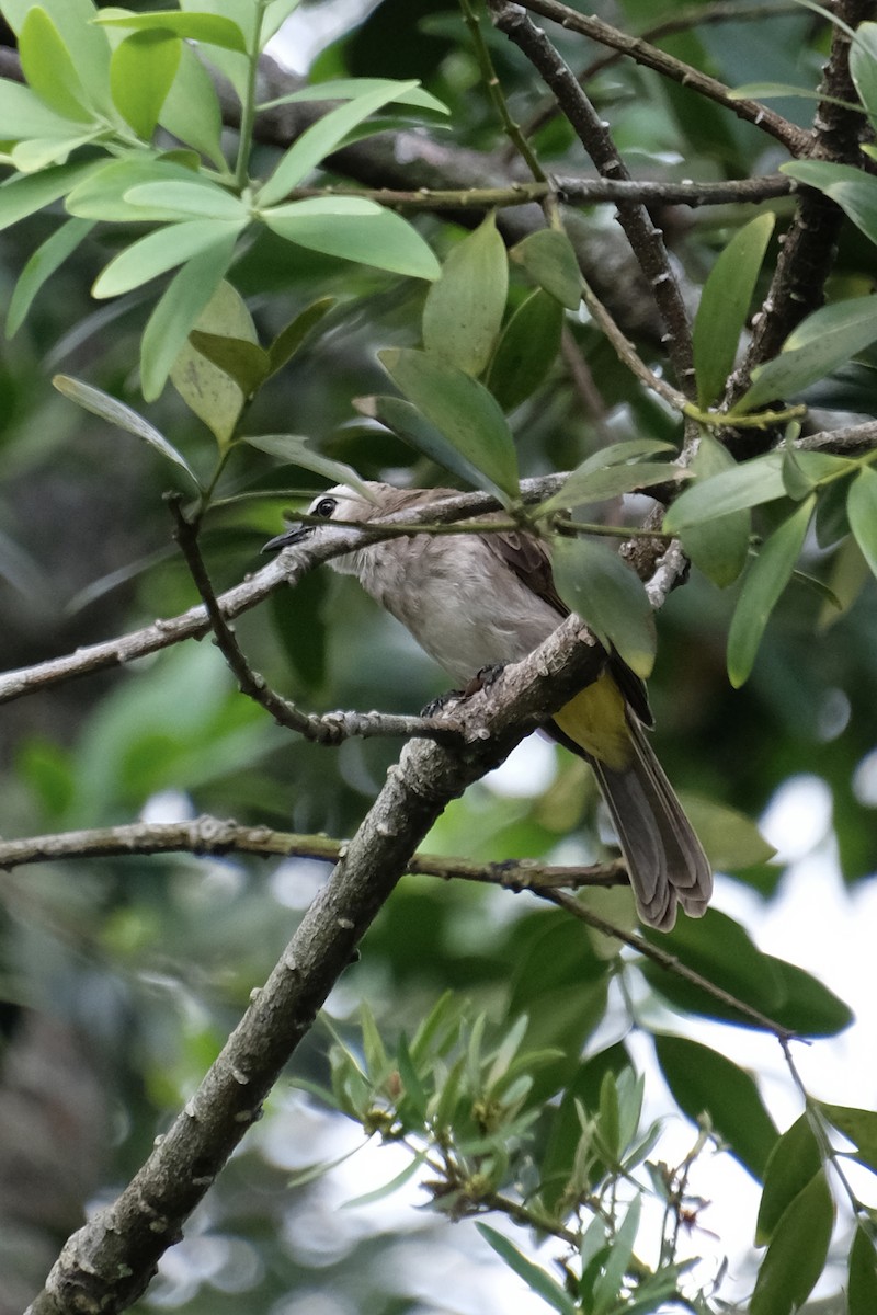 Yellow-vented Bulbul - ML644903006