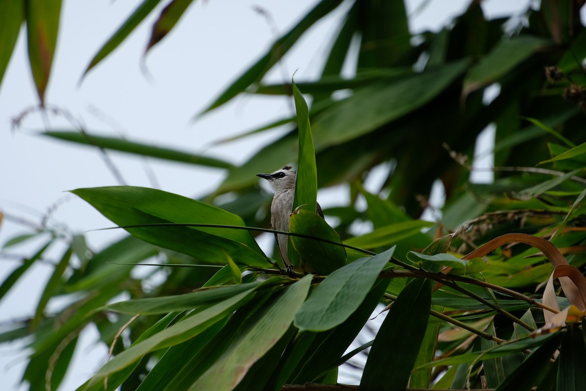 Yellow-vented Bulbul - ML644903007