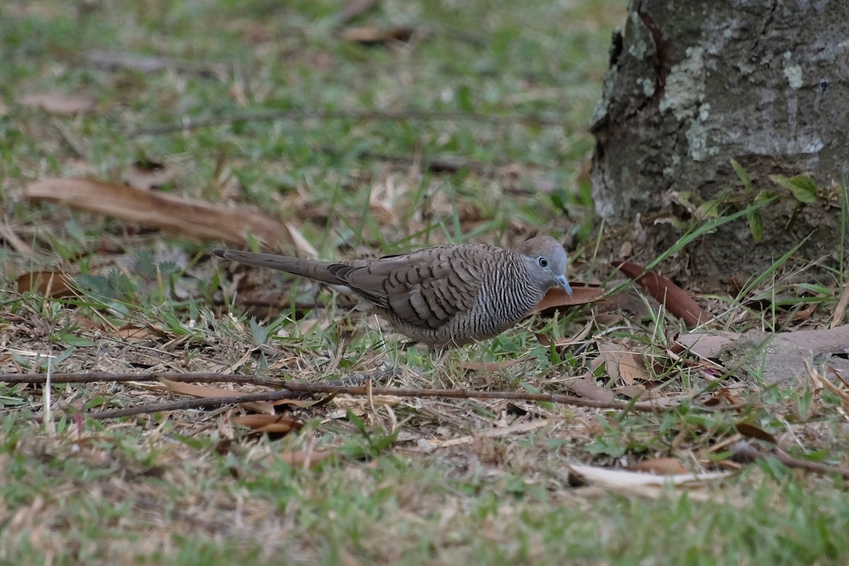 holoubek vlnkovaný - ML644903045