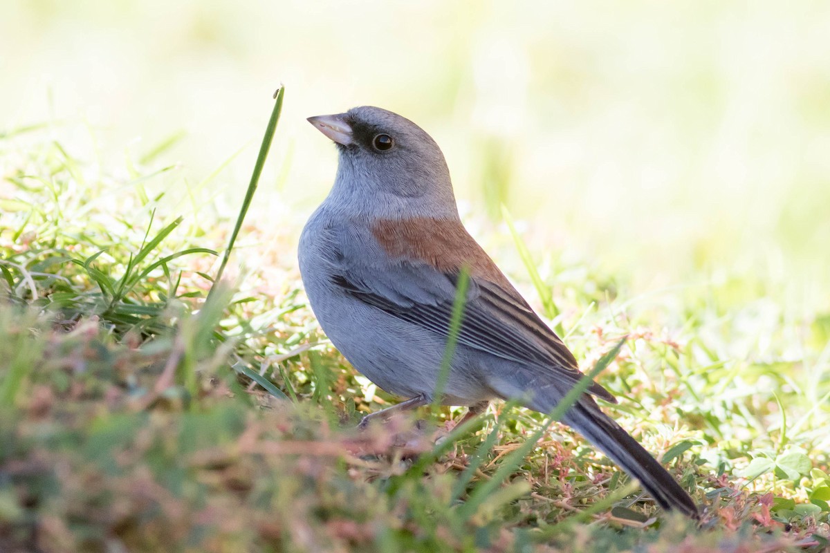 strnadec zimní (ssp. caniceps) - ML644903047