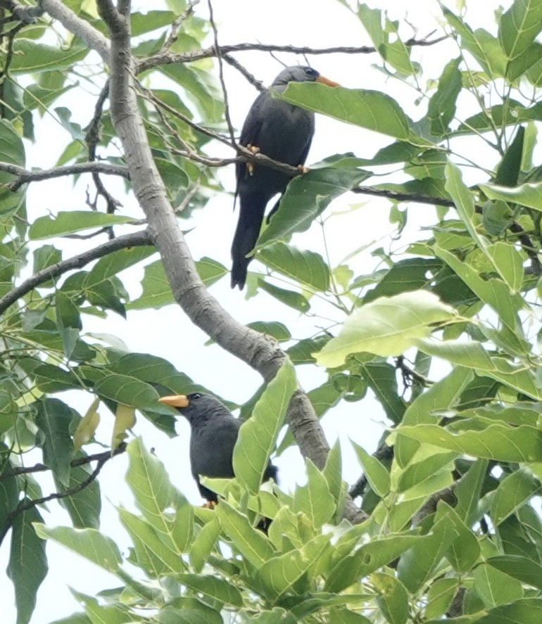 Scissirostre des Célèbes - ML644903055