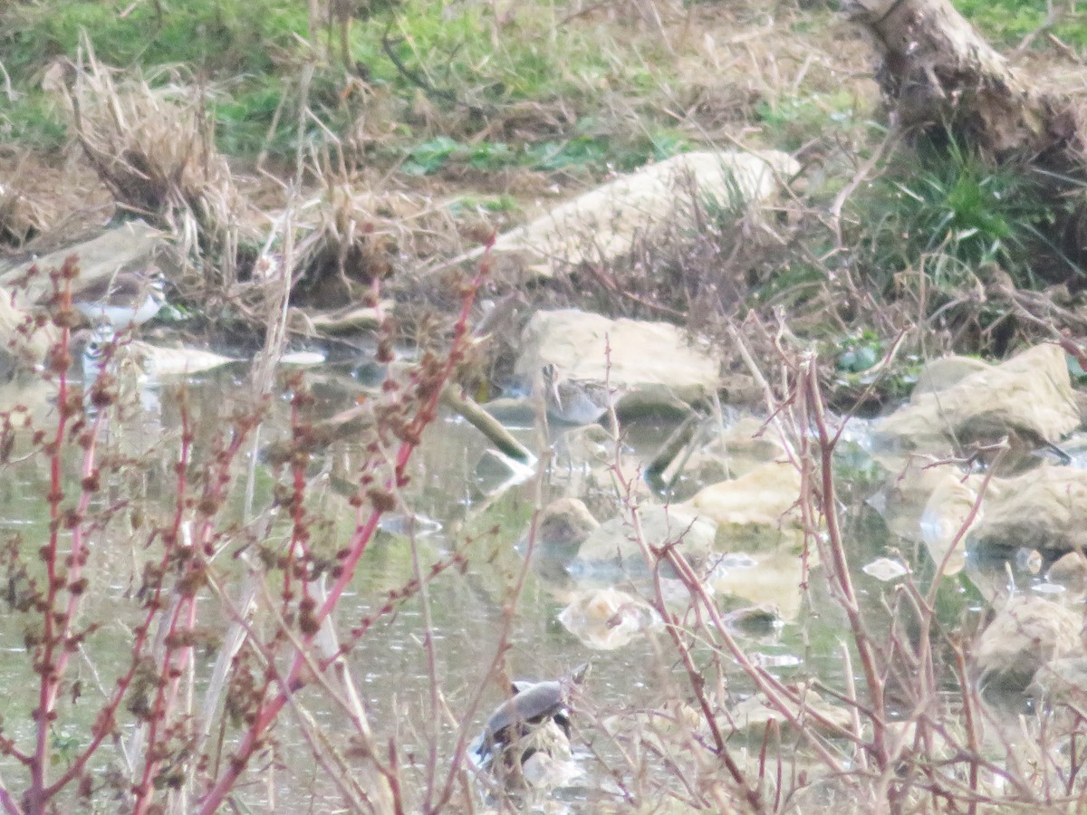 Wilson's Snipe - ML644903057