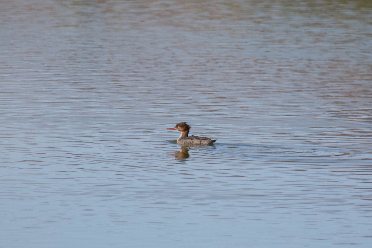 morčák prostřední - ML644903072