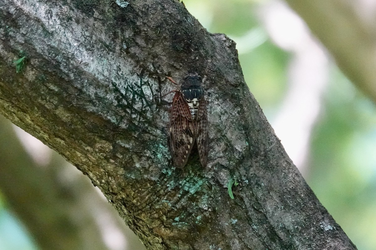 Insects - ML644903082