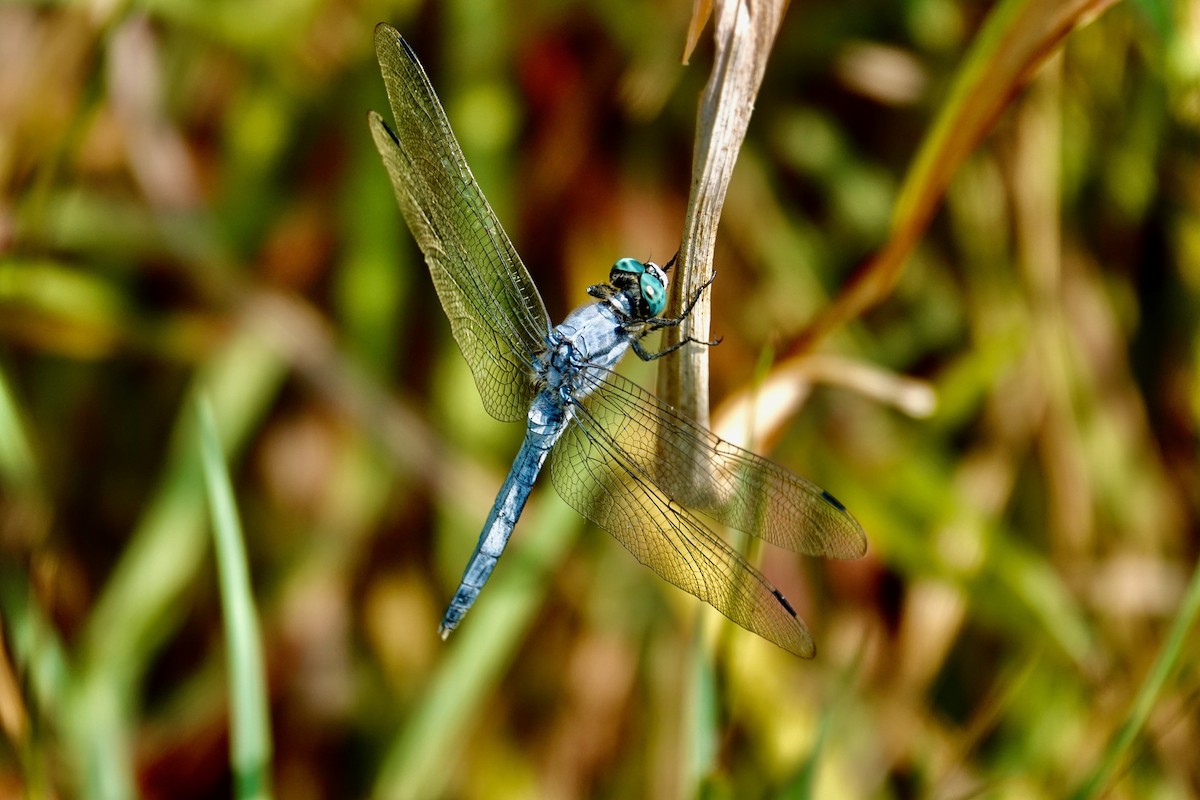 Insects - ML644903083