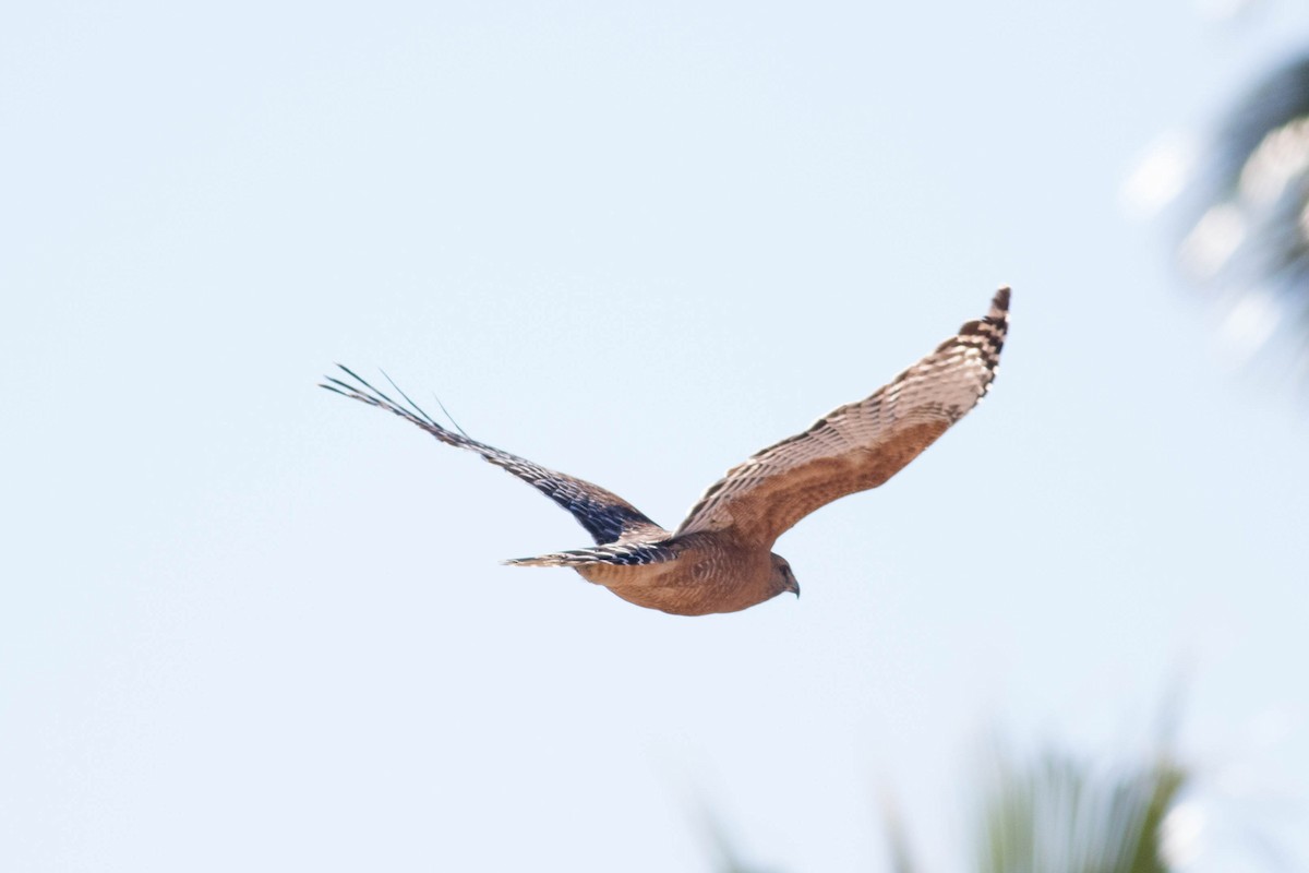 káně páskovaná - ML644903113