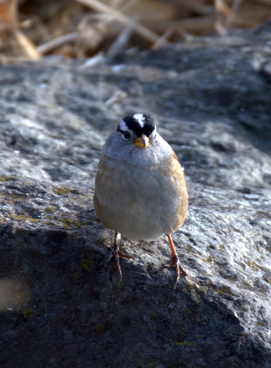 White-crowned Sparrow - ML644903126