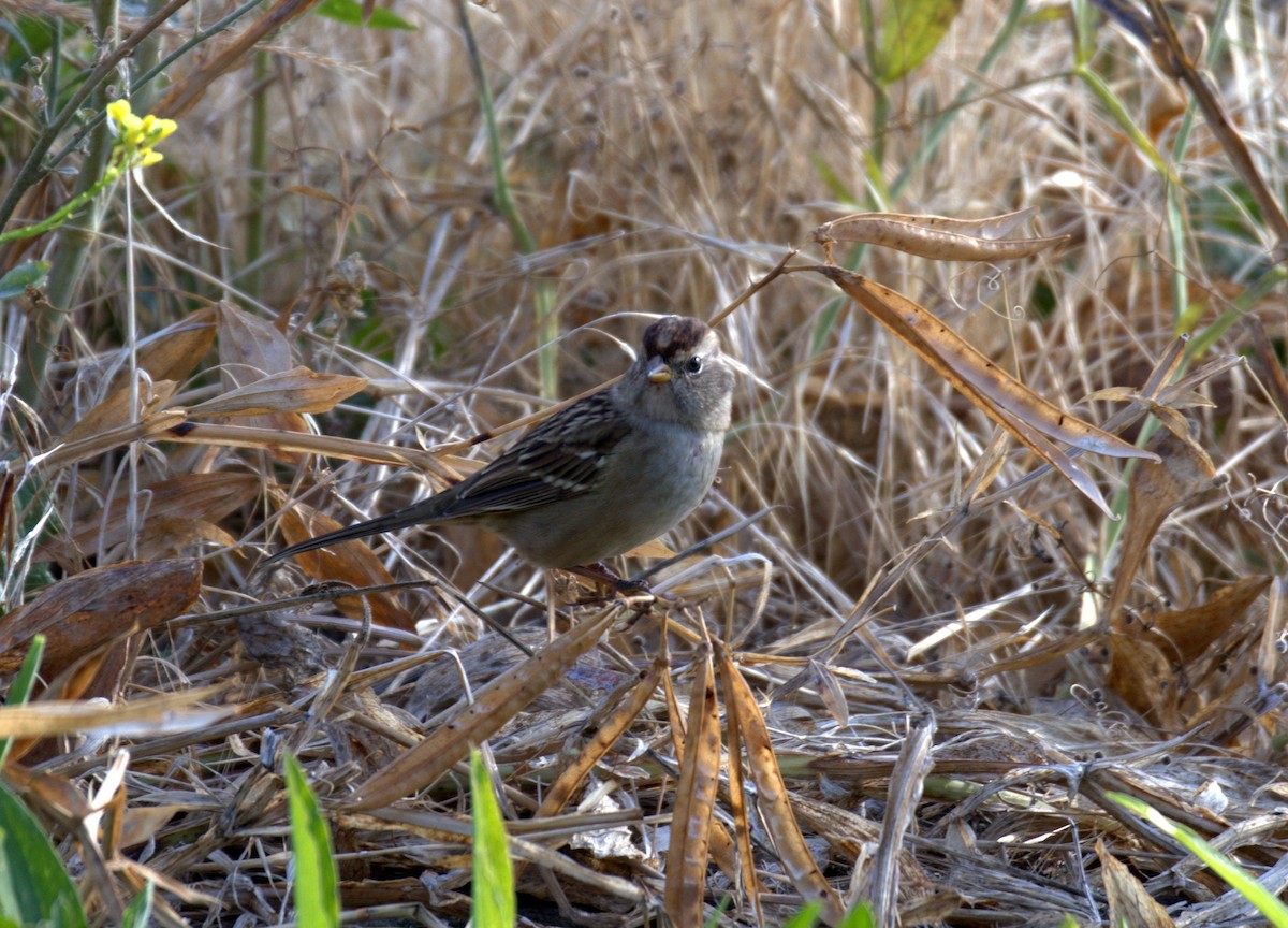 White-crowned Sparrow - ML644903127