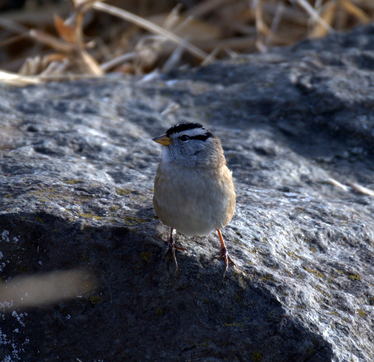 White-crowned Sparrow - ML644903128