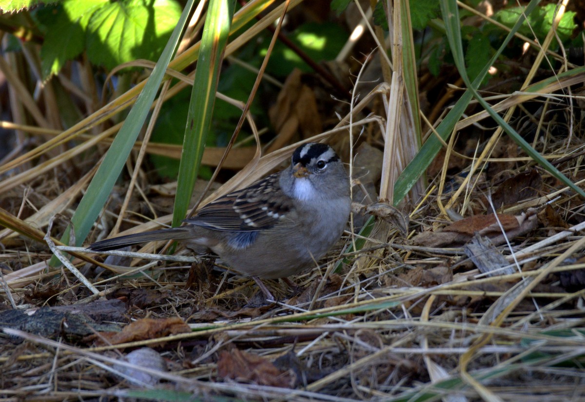 White-crowned Sparrow - ML644903129